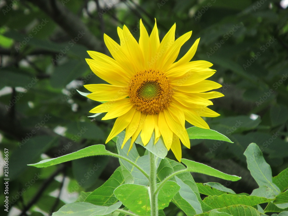 sunflower sunflower