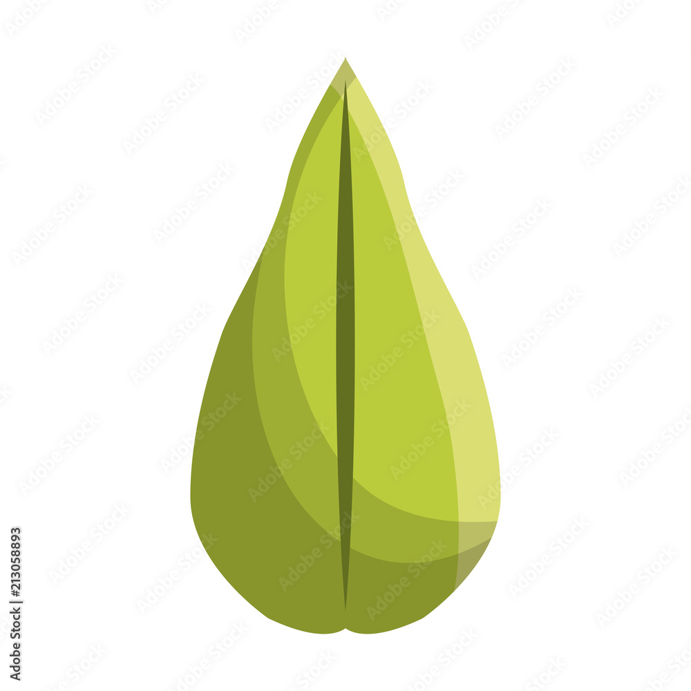 green leaf foliage natural decoration