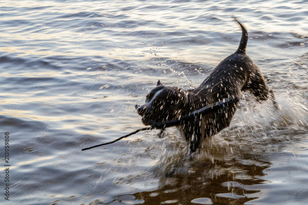 Fototapeta premium the dog leaps through the water