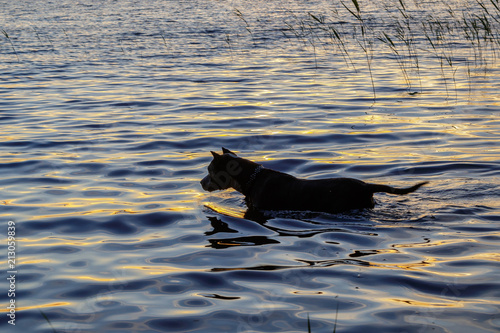 the dog leaps through the water