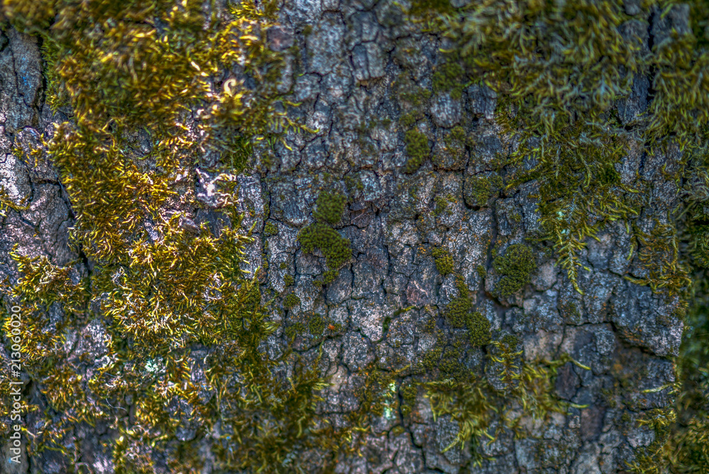 Obraz premium wooden texture background, tree texture, moss on the tree