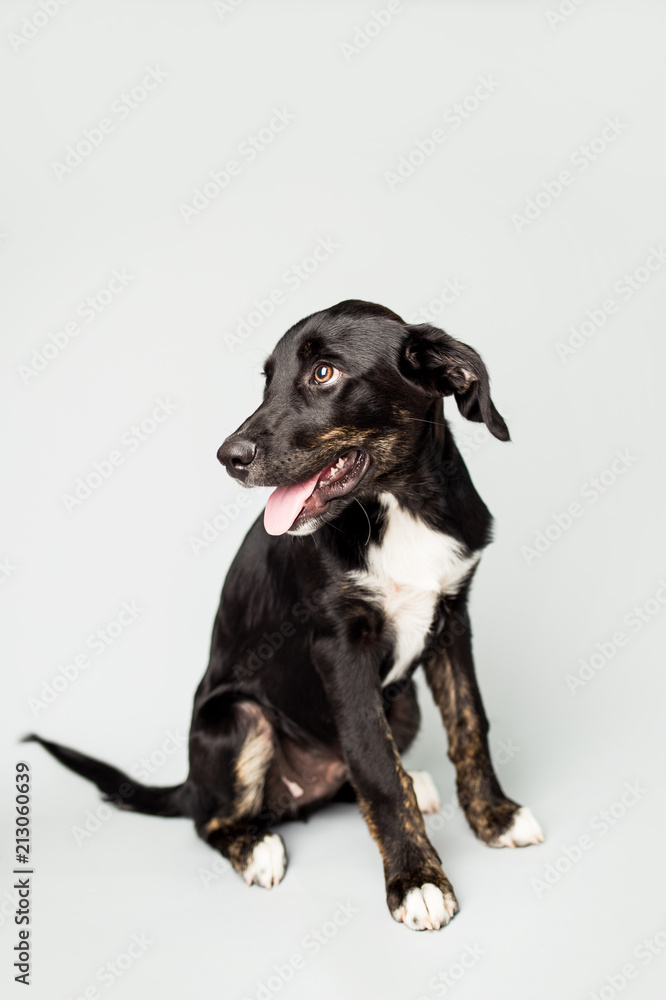 Cute Black Puppy on isolated Backbround Cute Black Puppy on isolated Backbround