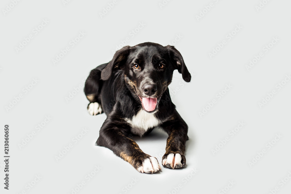 Cute Black Puppy on isolated Backbround