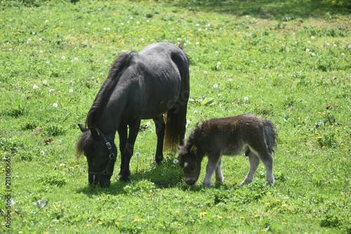 Mare and Foal StandingTogether in a  Large Grass Field photo