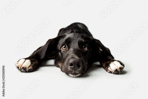 Canvas Print Sad Puppy with Puppy Dog Eyes