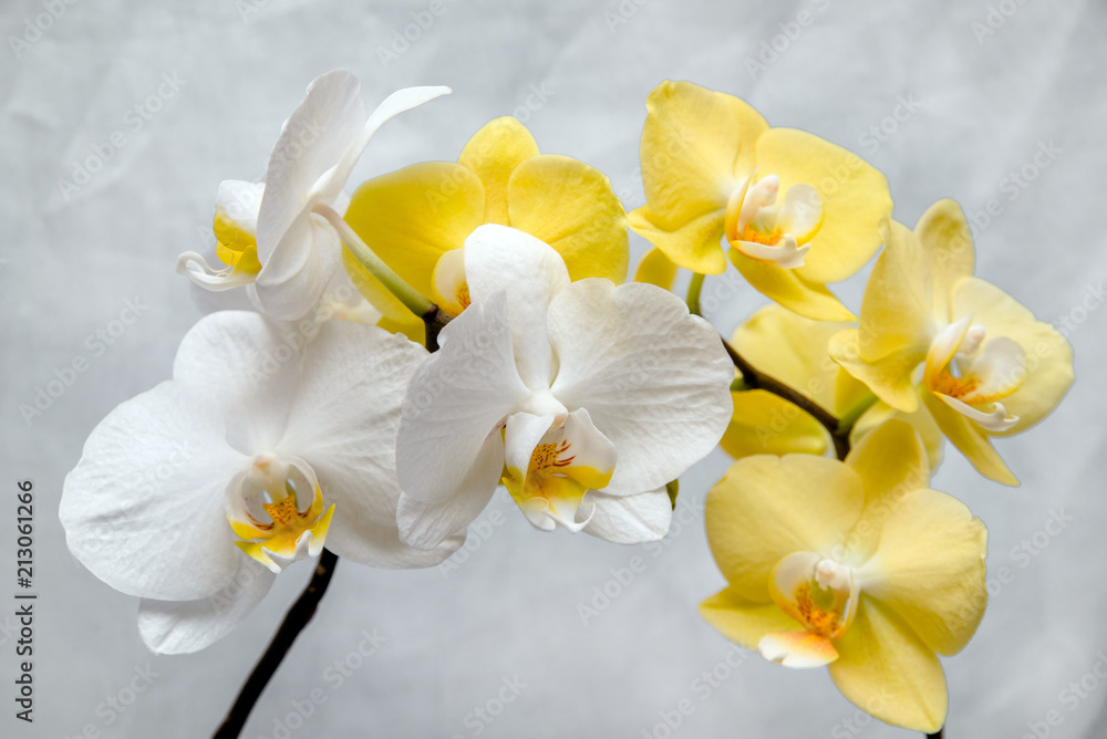 Naklejka premium White and yellow orchids on white fabric background 