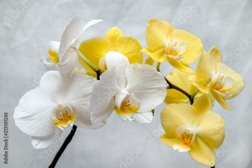 White and yellow orchids on white fabric background 