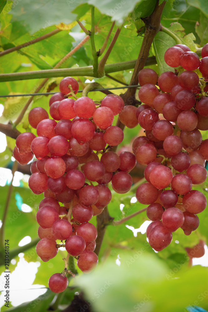Fresh grape on bunches in farm