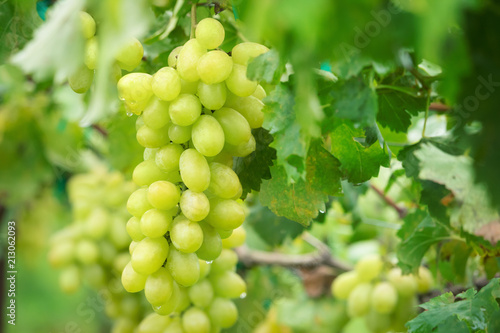 Fresh grape on bunches in farm