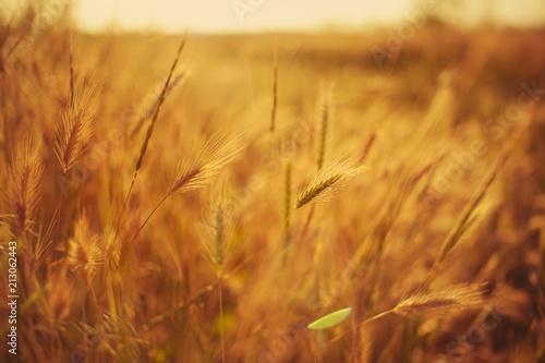 Single wheat spikelets on the golden field