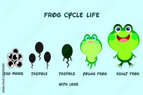 Frog life cycle,cartoon style,Animals life vector.