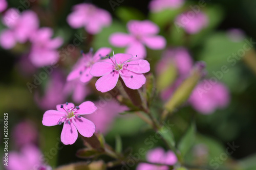 Wallpaper Mural Rock soapwort Torontodigital.ca