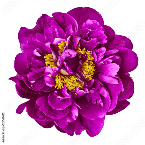 Fototapeta Naklejka Na Ścianę i Meble -  flower purple yellow peony, isolated on a white  background. Close-up. Element of design.