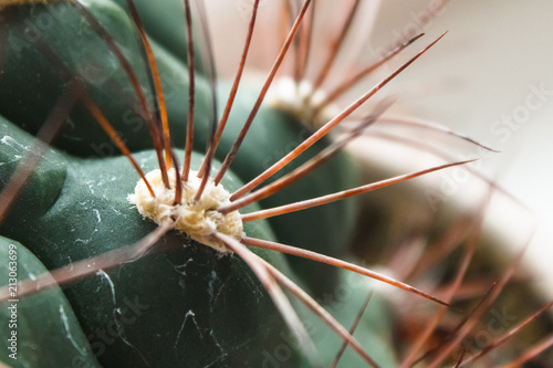 cactus with large needles, close-ups