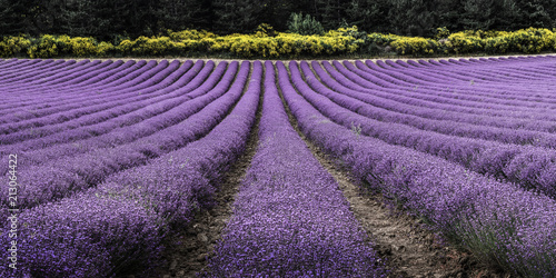 Lavanda field with yellow and green flowers behind it.