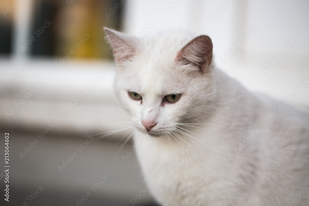 portrait of european type cats living in belgium