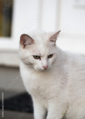 portrait of european type cats living in belgium