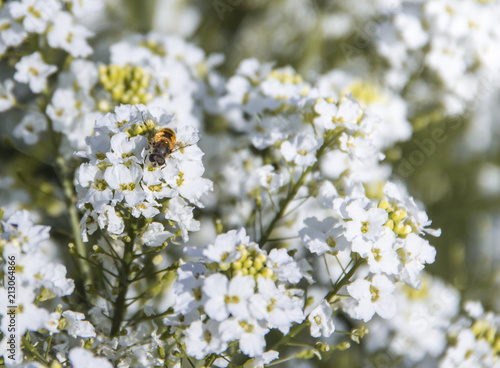 white flowers on a bush plant horseradish sits bee background inscription