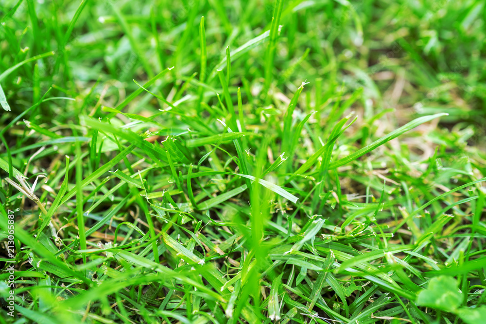 green grass texture, grass background