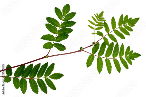 Cuadro en lienzo The leaves of mountain ash, red ash