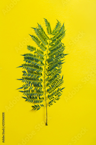 Jakaranda branch on a yellow background. Creative image, vertical orientation