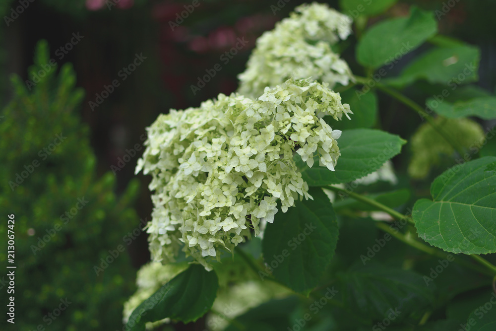 Flower white Hortensia on a blurred background Flower white Hortensia on a blurred background