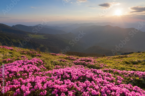 Green valley high on the mountains in summer day is spangled with many nice pink rhododendrons. The sunset with rays illuminates the horizon.