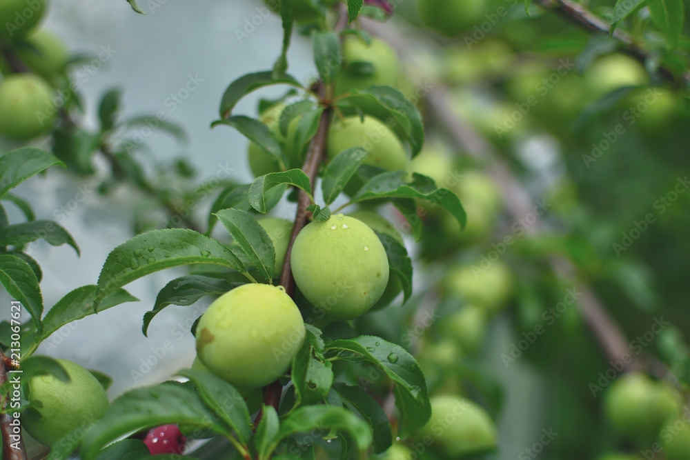 close-up of a green plum fruit on a branch in a summer garden, on a soft blurred background