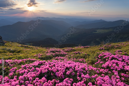 Green valley high on the mountains in summer day is spangled with many nice pink rhododendrons. The sunset with rays illuminates the horizon.