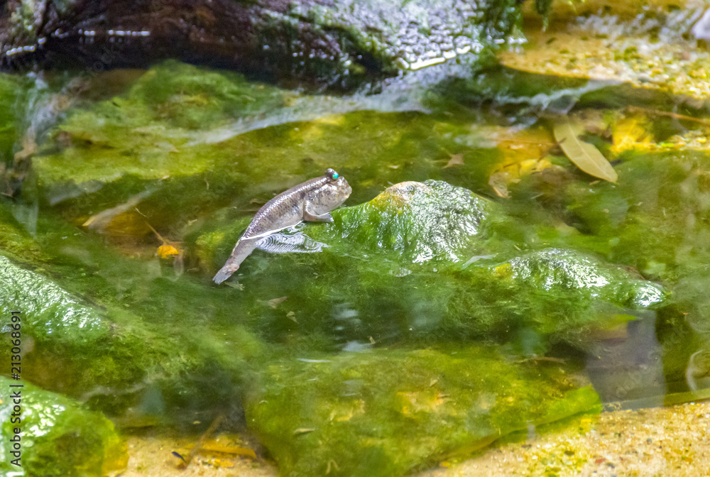 Obraz premium mudskipper