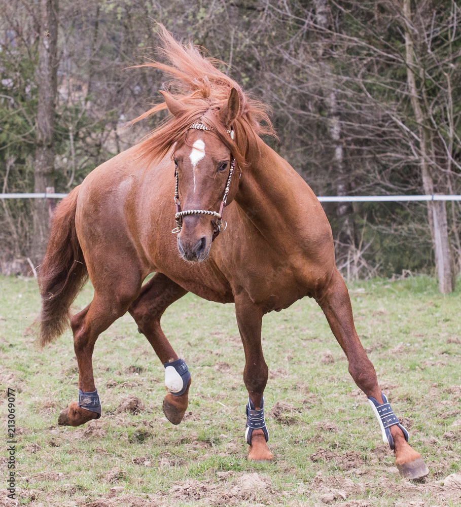 Fototapeta premium portrait of horses living in belgium