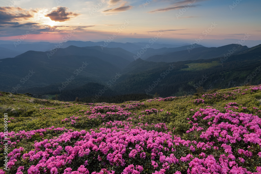 From the lawn covered with marvelous pink rhododendrons the picturesque view is opened to high mountains, valley, pink sky in sunny day. The sunset illuminates the horizon. From the lawn covered with marvelous pink rhododendrons the picturesque view is opened to high mountains, valley, pink sky in sunny day. The sunset illuminates the horizon.