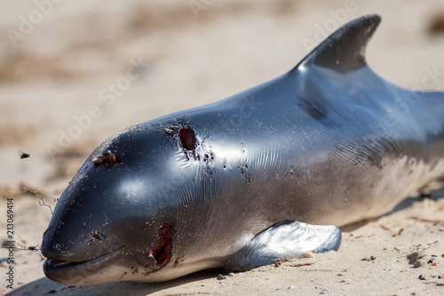 Dead porpoise carcass. Marine animal killed by plastic pollution poisoning. photo
