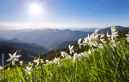 Fototapeta Naklejka Na Ścianę i Meble -  Landscape with beautiful daffodils in the green grass. High mountains in haze on the horizon. Summer day. Location the Carpathian Mountains, Ukraine, Europe, Marmarosy.