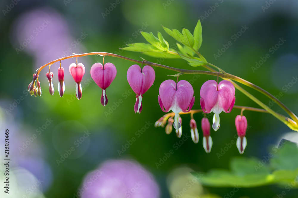 Dicentra spectabilis pink bleeding hearts on the branch, flowering plant in springtime garden, romantic scene
