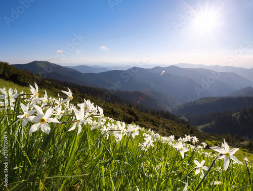 Fototapeta Naklejka Na Ścianę i Meble -  Grass with daffodils. Blue sky. Landscape with high mountains. Forest road. Eco resort, relax for tourists. Location the Carpathian Mountains, Ukraine, Europe, Marmarosy.