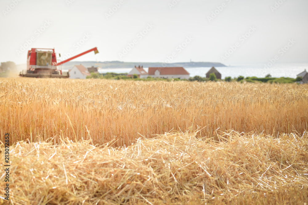 Fototapeta premium moissonneuse batteuse en