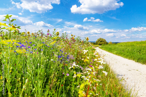 Weg am Blumenfeld