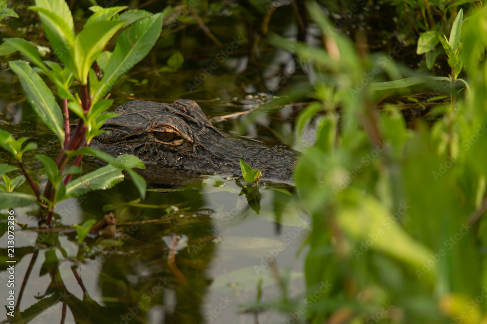 @old.man.with.a.camera #orlandowetlands #christmasfl, #nature #wildlife, #florida #floridastateparks #floridatrails @old.man.with.a.camera #orlandowetlands #christmasfl, #nature #wildlife, #florida #floridastateparks #floridatrails