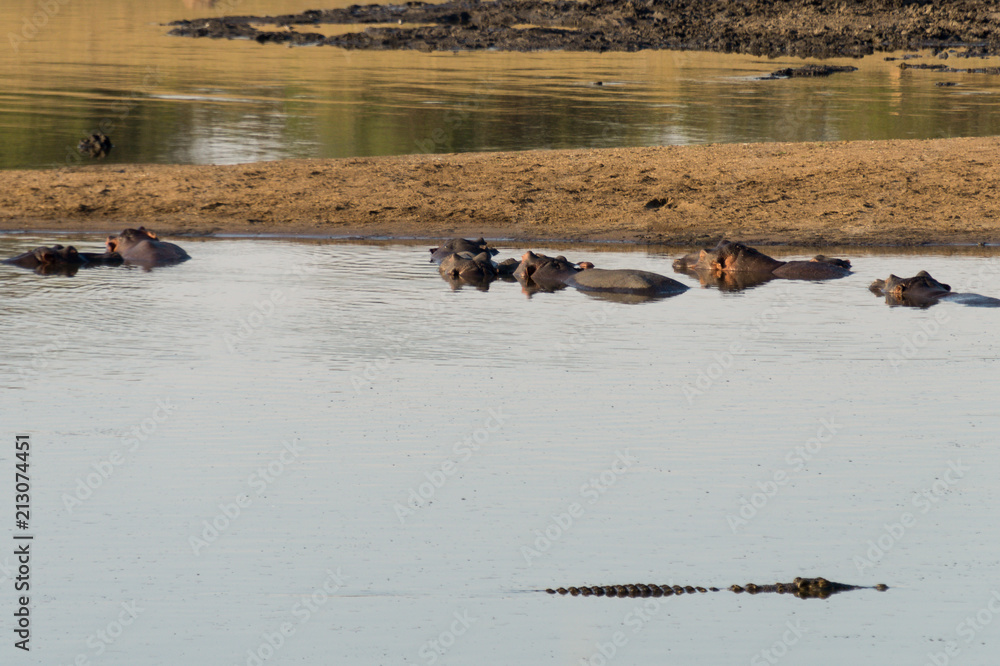 Obraz premium Hippo on Kruger NP, South Africa