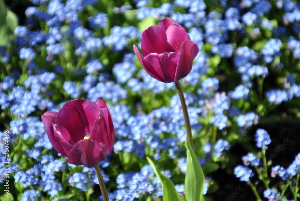 purple tulips in an English garden with colourful background purple tulips in an English garden with colourful background