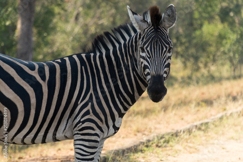 Zebra on Kruger NP  South Africa