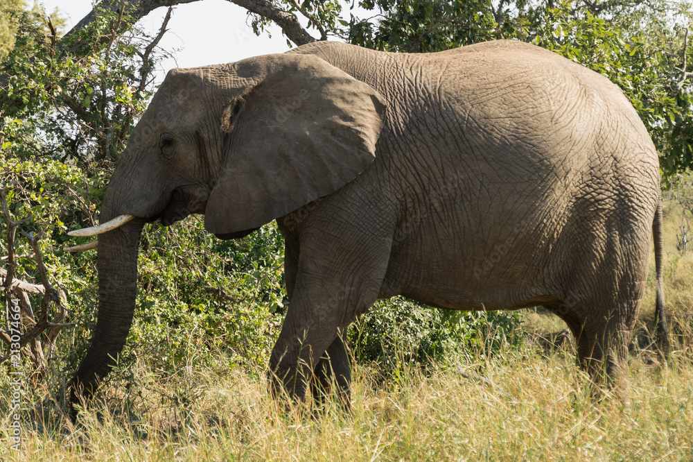 Elephant on Kruger NP, South Africa
