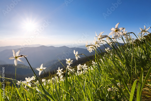 Fototapeta Naklejka Na Ścianę i Meble -  Landscape with beautiful daffodil flowers. High mountains in haze. Place of resort for Tourists. Location the Carpathian Mountains, Ukraine, Europe, Marmarosy.