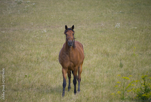 Photography Horse in a field at Ekerö, stockholm