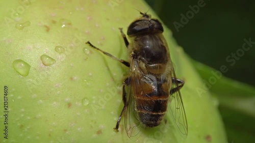 Fly sitting on green apple closeup 4K