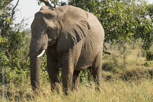 Elephants on Kruger NP  South Africa