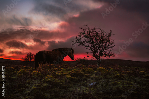 Horse on a red sun