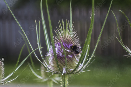 the bizarre flower bud of a cardiac thistle before blooming © were