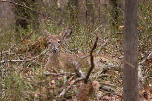A white-tailed deer lying on the forest floor, camouflaged by the leaves and trees © Erin Cadigan